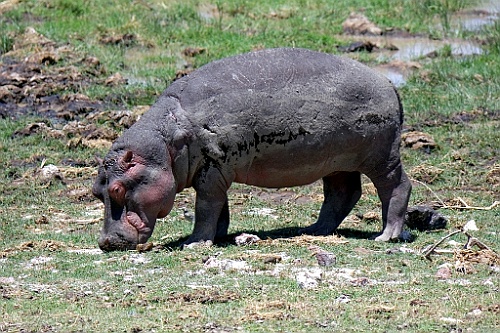 Kenia (213)